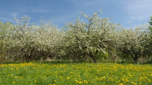 Virágzó Alma Gyümölcsfák Tavasszal Gyümölcsös Panorámás Videóval — Stock videók