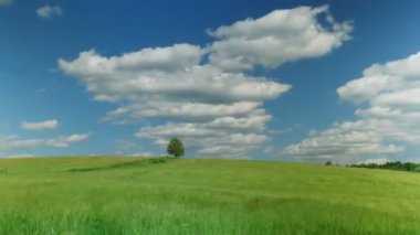 Zaman atlamalı çekim mavi gökyüzü arka plan karşı yeşil alanda yalnız ağaç