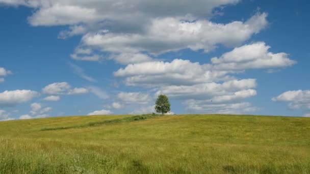 Schot Van Eenzame Boom Groene Veld Tegen Blauwe Hemelachtergrond — Stockvideo