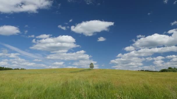 Skott Ensamt Träd Grönt Fält Mot Blå Himmel Bakgrund — Stockvideo