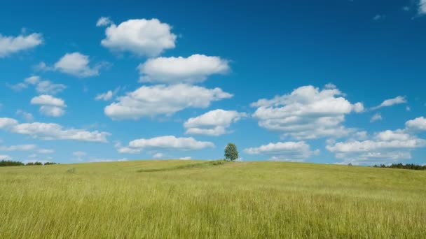 青い空を背景に緑のフィールドでの孤独な木のショット — ストック動画
