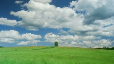 Zaman atlamalı çekim mavi gökyüzü arka plan karşı yeşil alanda yalnız ağaç