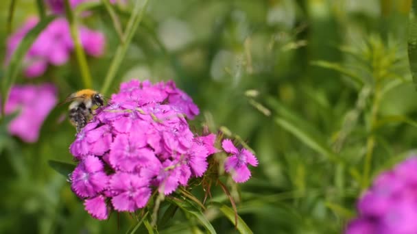 Αργή Κίνηση Πυροβολισμό Αγριομελισσών Μέλισσα Συλλέγει Νέκταρ Για Ροζ Λουλούδι — Αρχείο Βίντεο