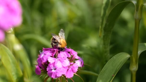 Lento Tiro Cámara Abejorros Recoge Néctar Flor Rosa — Vídeos de Stock