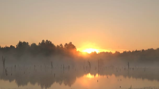 沼の霧の深い朝の日の出の撮影 — ストック動画