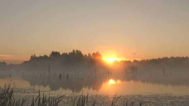 Tournage Matin Brumeux Lever Soleil Sur Marais — Video