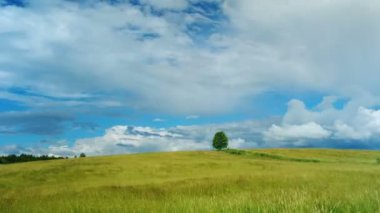 Zaman atlamalı çekim mavi gökyüzü arka plan karşı yeşil alanda yalnız ağaç