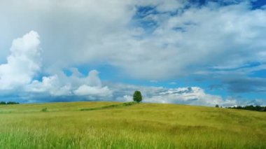 Zaman atlamalı çekim mavi gökyüzü arka plan karşı yeşil alanda yalnız ağaç