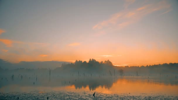 在沼泽上的薄雾清晨日出拍摄 — 图库视频影像