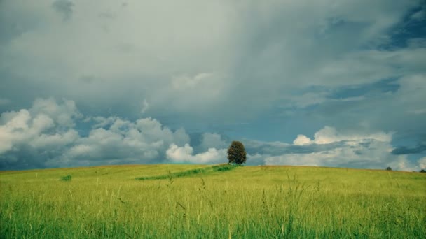 雨の前にフィールドでの孤独な木のビデオ撮影 — ストック動画