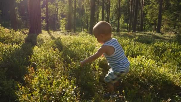 Matka Syn Wieku Jednego Roku Zbierać Jeść Dzikie Jagody Lesie — Wideo stockowe