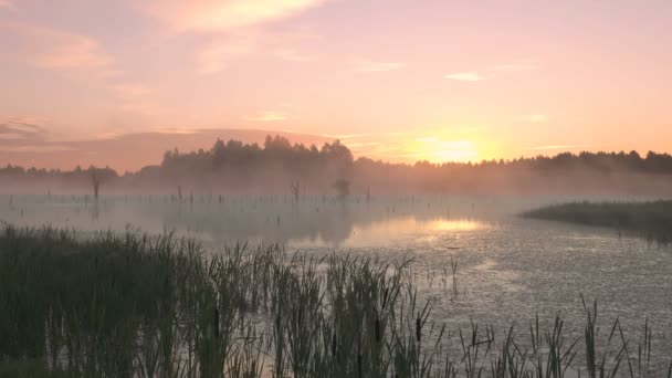 Brote Niebla Amanecer Mañana Pantano — Vídeo de stock