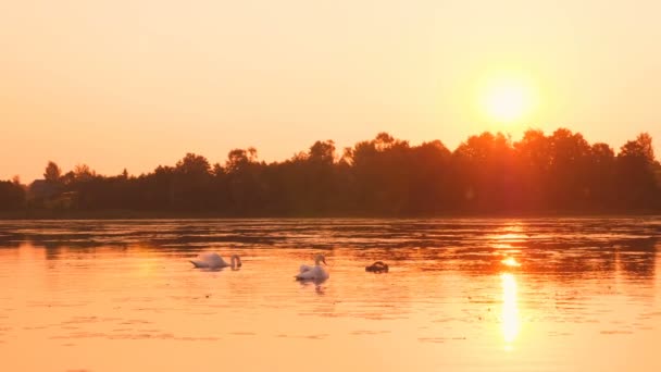 Strzelać Rodziny Łabędzie Pływające Wschód Słońca Rano — Wideo stockowe