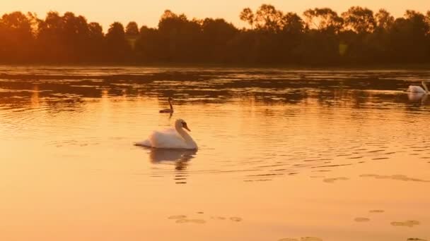 Съемки Семьи Лебедей Плавающих Рассвете — стоковое видео