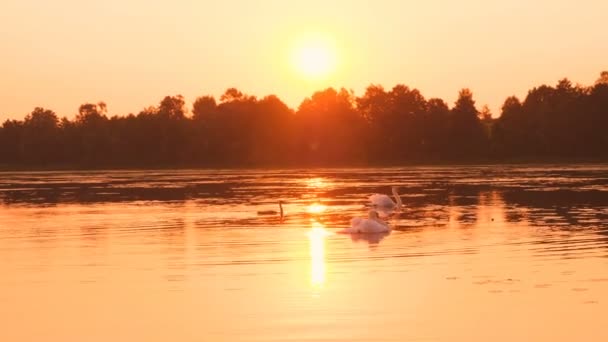 Tiro Família Cisnes Que Flutua Amanhecer — Vídeo de Stock