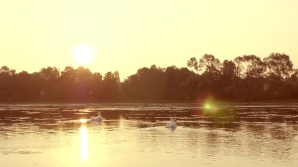 Tir Famille Cygnes Flottant Lever Soleil Matin — Video