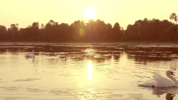 Strzelać Rodziny Łabędzie Pływające Wschód Słońca Rano — Wideo stockowe