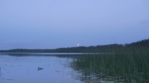 Shot Dvojice Kachen Plovoucích Jezeře Proti Úplněk — Stock video