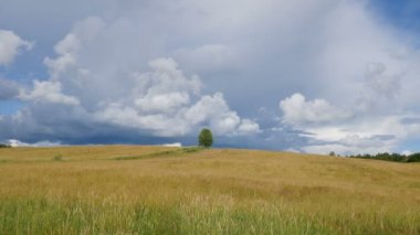 Yalnız ağaç yeşil alanda mavi gökyüzü arka plan görüntüsünü