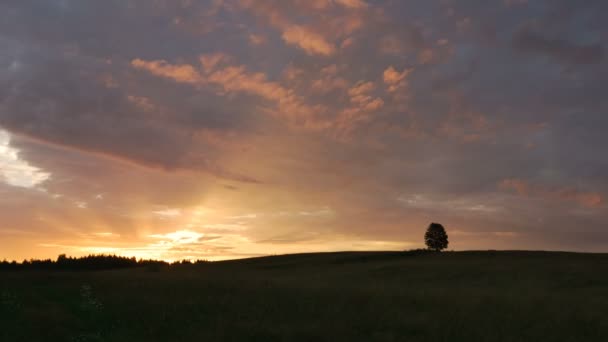 夕日の背景に緑のフィールドでの孤独な木の時間経過ショット — ストック動画
