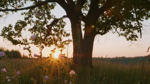 秋の日の出に対して古いカエデのシルエットの美しい景色 — ストック動画