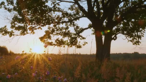 Vista Panoramica Della Silhouette Del Vecchio Acero Contro Alba Autunnale — Video Stock