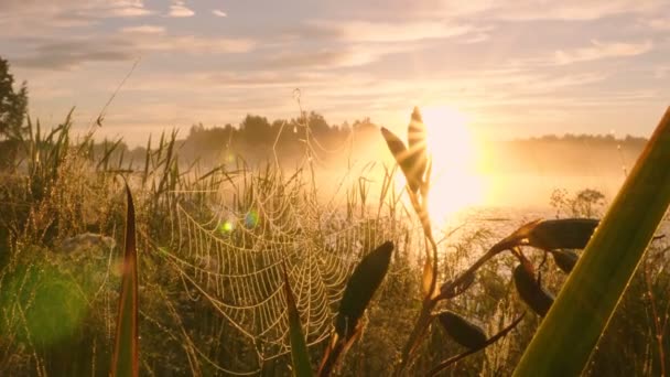 Tournage Rosée Matinale Sur Toile Araignée Sur Fond Coucher Soleil — Video