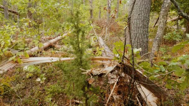 Статичний Знімок Зламаного Лісу Після Потужного Урагану — стокове відео
