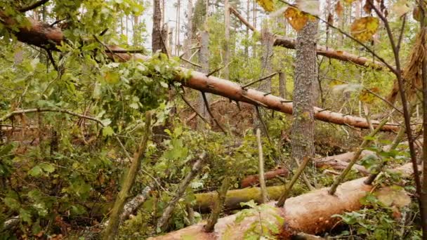 Slider shot de forêt brisée après un puissant ouragan 