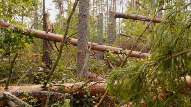 Slider Colpo Foresta Rotta Dopo Potente Uragano — Video Stock
