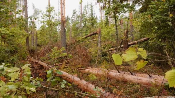 Slider shot de forêt brisée après un puissant ouragan 
