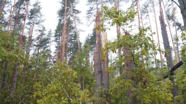 Vue panoramique de la forêt brisée après le puissant ouragan 