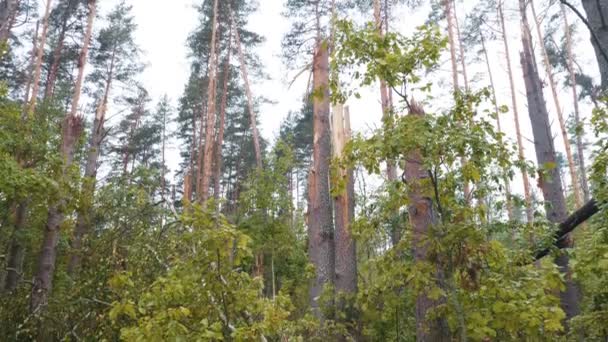 Панорамный Снимок Разрушенного Леса После Сильного Урагана — стоковое видео