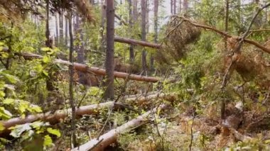 Steadicam atış sonra güçlü kasırga kırık orman