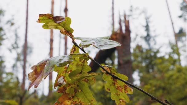 Transition Focale Forêt Brisée Après Puissant Ouragan — Video