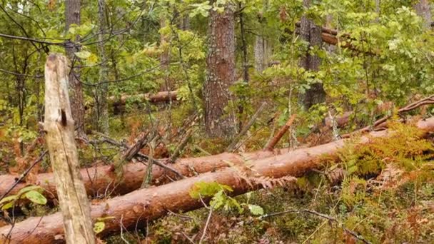 Панорамний Знімок Зламаного Лісу Після Потужного Урагану — стокове відео