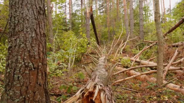 Slider shot de forêt brisée après un puissant ouragan 