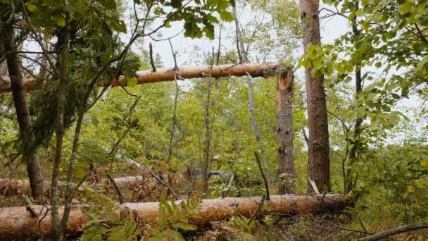 Statikus Lövés Után Erős Hurrikán Törött Erdő — Stock videók