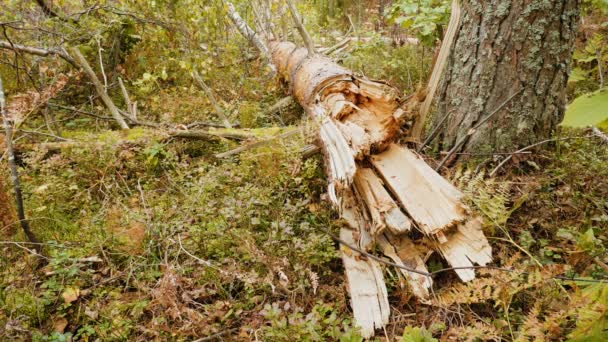 Plan Statique Forêt Brisée Après Puissant Ouragan — Video