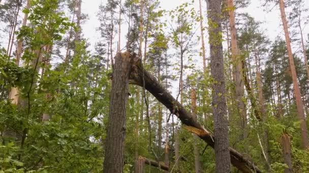 Przejście Zoom Złamane Lasu Potężny Huragan — Wideo stockowe