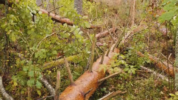 Tiro Panorâmico Floresta Quebrada Após Poderoso Furacão — Vídeo de Stock