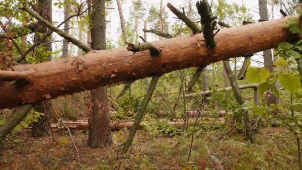 强飓风后破碎森林的滑块拍摄 — 图库视频影像