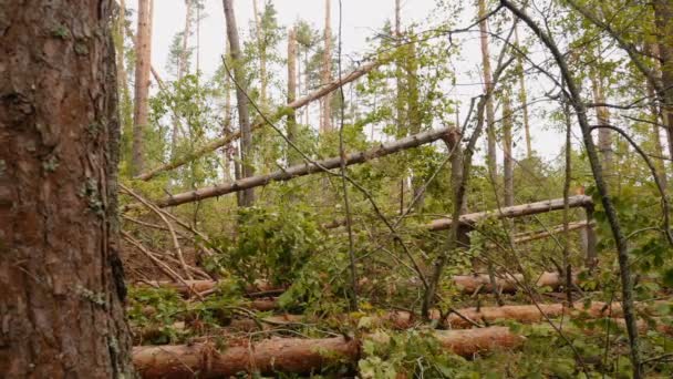 Schuifregelaar Schot Van Gebroken Bos Krachtige Orkaan — Stockvideo