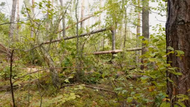 Slider shot de forêt brisée après un puissant ouragan 