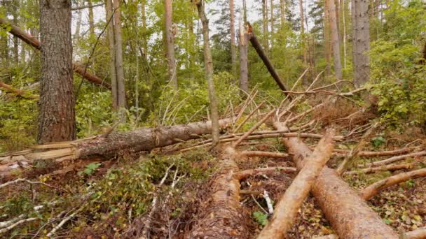 Slider Tiro Bosque Roto Después Huracán Potente — Vídeo de stock