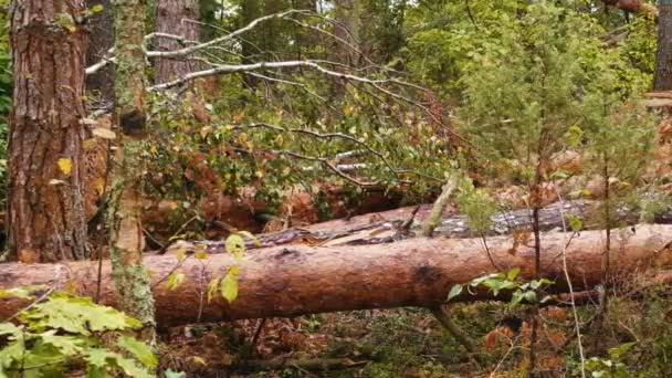 Tiro Panorâmico Floresta Quebrada Após Poderoso Furacão — Vídeo de Stock