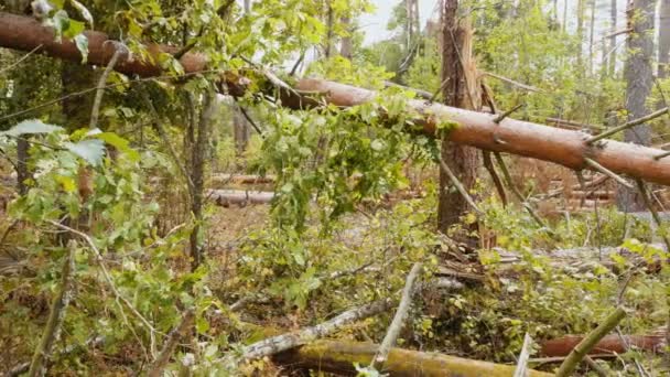 Schuifregelaar Schot Van Gebroken Bos Krachtige Orkaan — Stockvideo