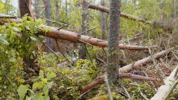 Schieber Schuss Von Zerbrochenem Wald Nach Starkem Hurrikan — Stockvideo