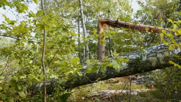 Slider shot de forêt brisée après un puissant ouragan 