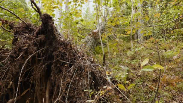 Статический Выстрел Разрушенного Леса После Сильного Урагана — стоковое видео